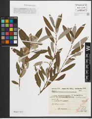 Foto von Salix purpurea L.